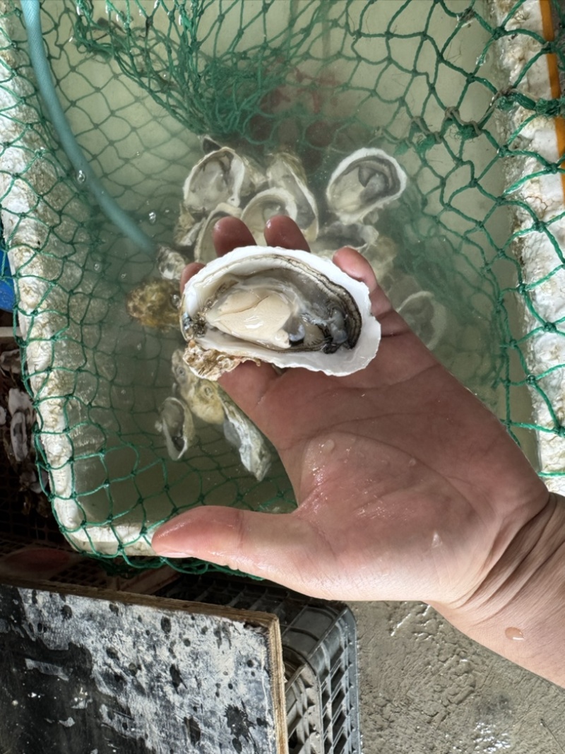 潮汕牡蛎蚝头批发产地直销，当天打捞当天发货，肥满鲜度保证