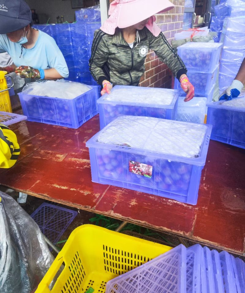 广东妃子笑荔枝专业代办货源充足对接电商市场超市