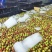 广东妃子笑荔枝专业代办货源充足对接电商市场超市