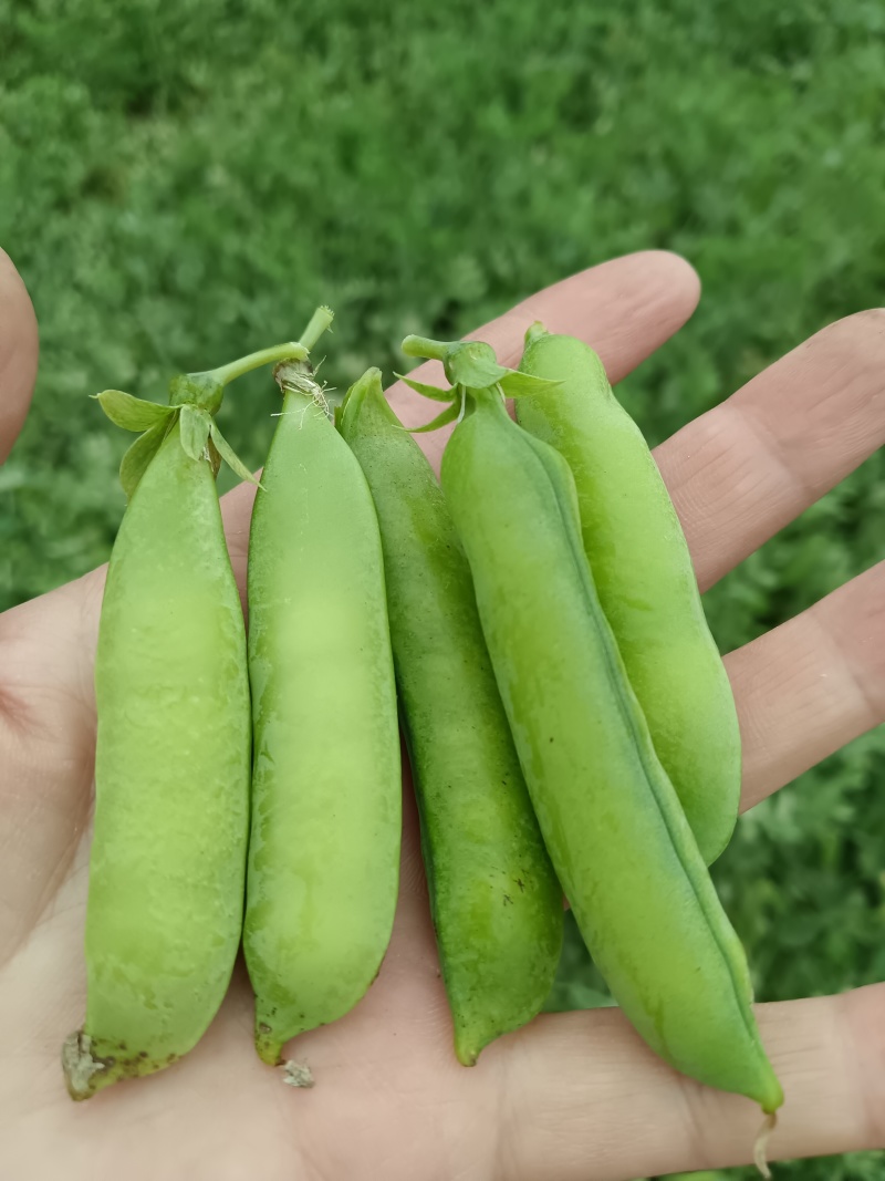 青豌豆角