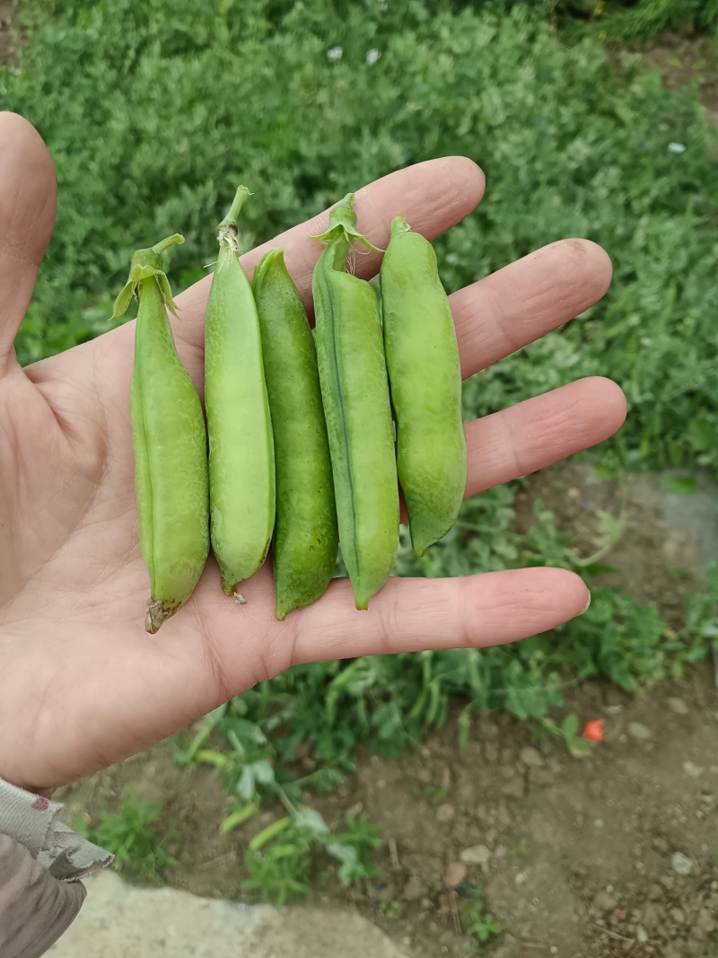 青豌豆角