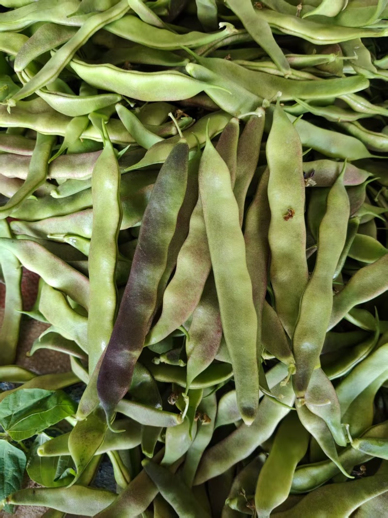 油豆角/紫花油豆/产地直销/基地直发/物美价廉