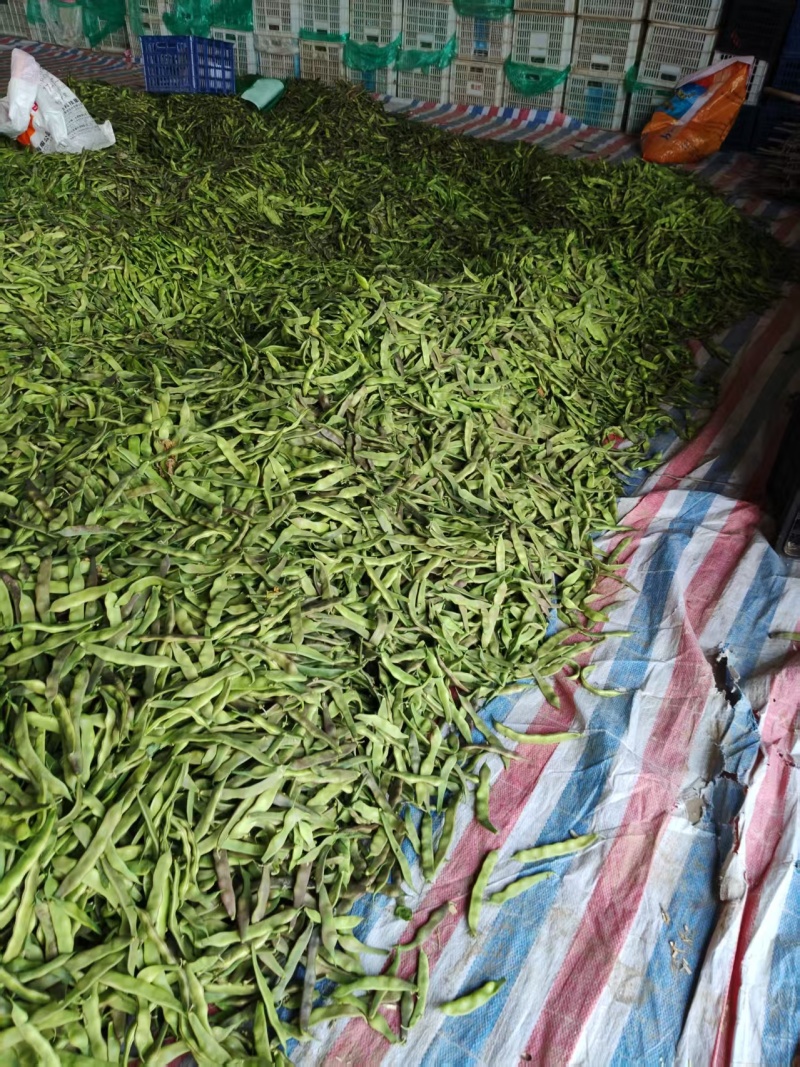 油豆角/紫花油豆/产地直销/基地直发/物美价廉