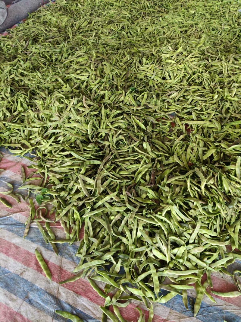 油豆角/紫花油豆/产地直销/基地直发/物美价廉