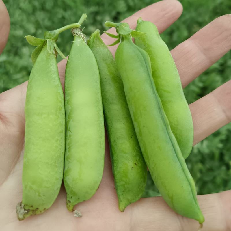 青豌豆角