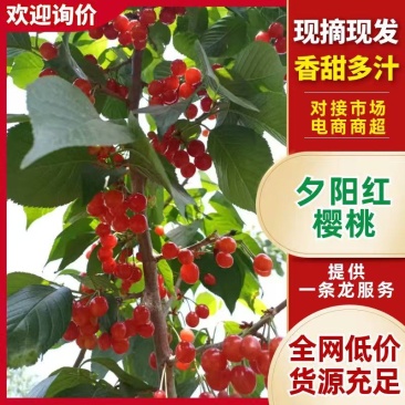 夕阳红樱桃大量上市河南基地直供质量保证一手货源欢迎订购