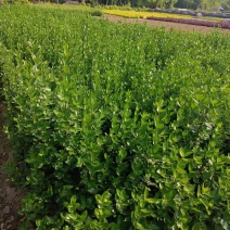 二年的大叶黄杨大量供应苗圃基地欢迎订购量大从优