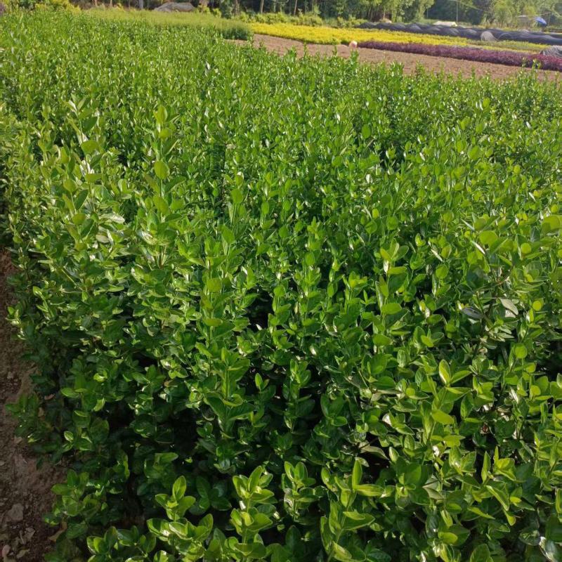 二年的大叶黄杨大量供应苗圃基地欢迎订购量大从优