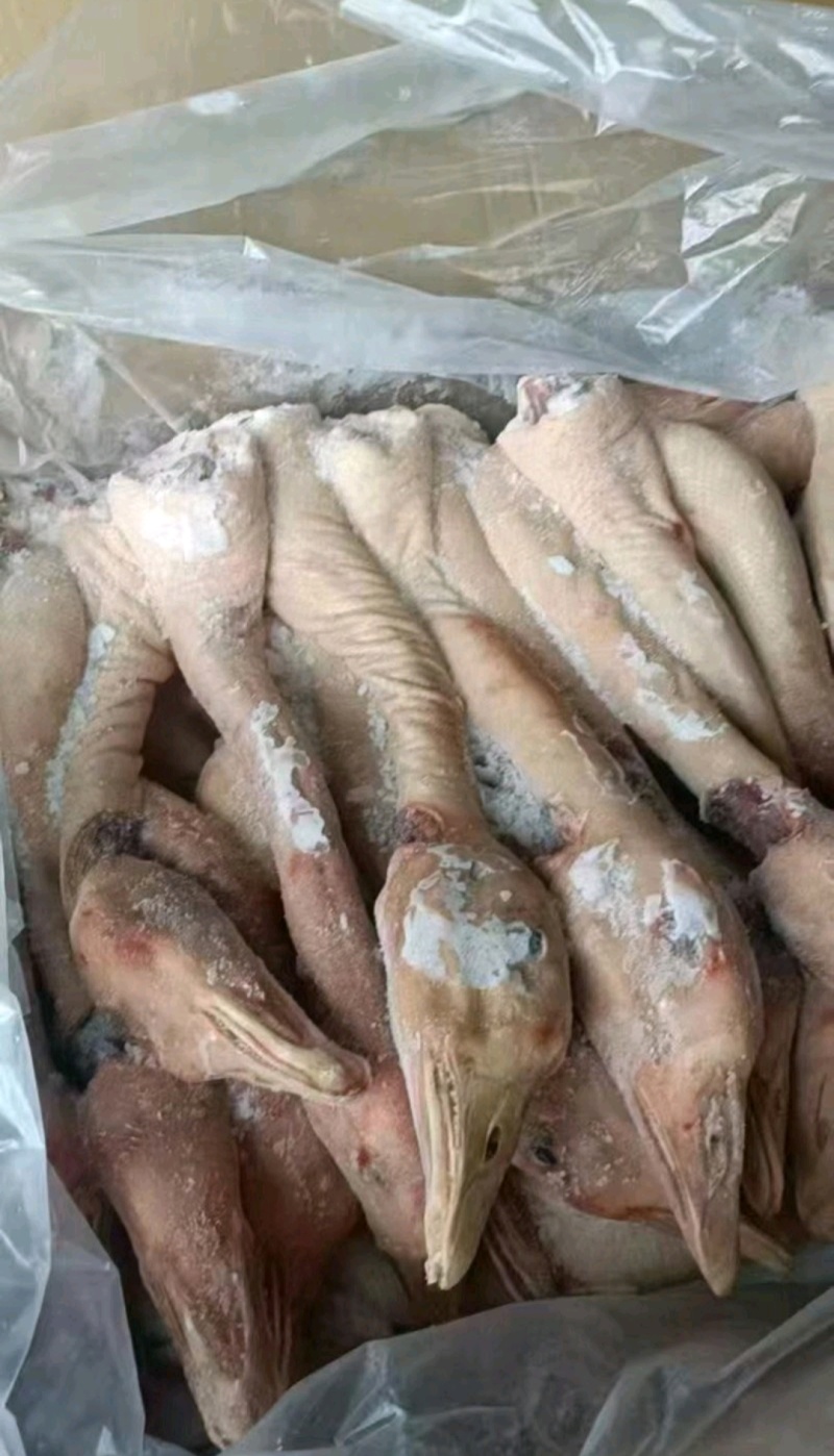 鹅头脖，仔鹅中龄鹅老鹅工厂直发全新货