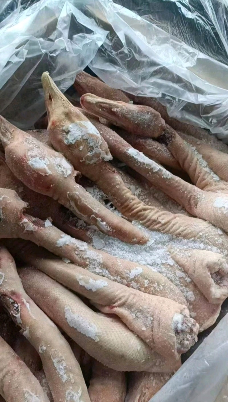 鹅头脖，仔鹅中龄鹅老鹅工厂直发全新货