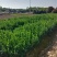 二年的大叶黄杨大量供应苗圃基地欢迎订购量大从优