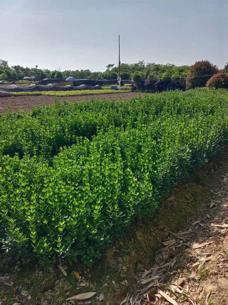 二年的大叶黄杨大量供应苗圃基地欢迎订购量大从优