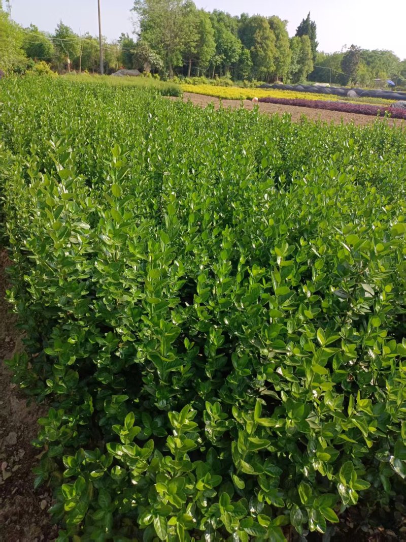 二年的大叶黄杨大量供应苗圃基地欢迎订购量大从优