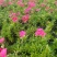 绿化苗木芝樱#基地批发#适合庭院花园小区绿化带两侧