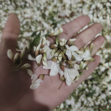 精品洋槐花头茬、选货、槐米级全国发货
