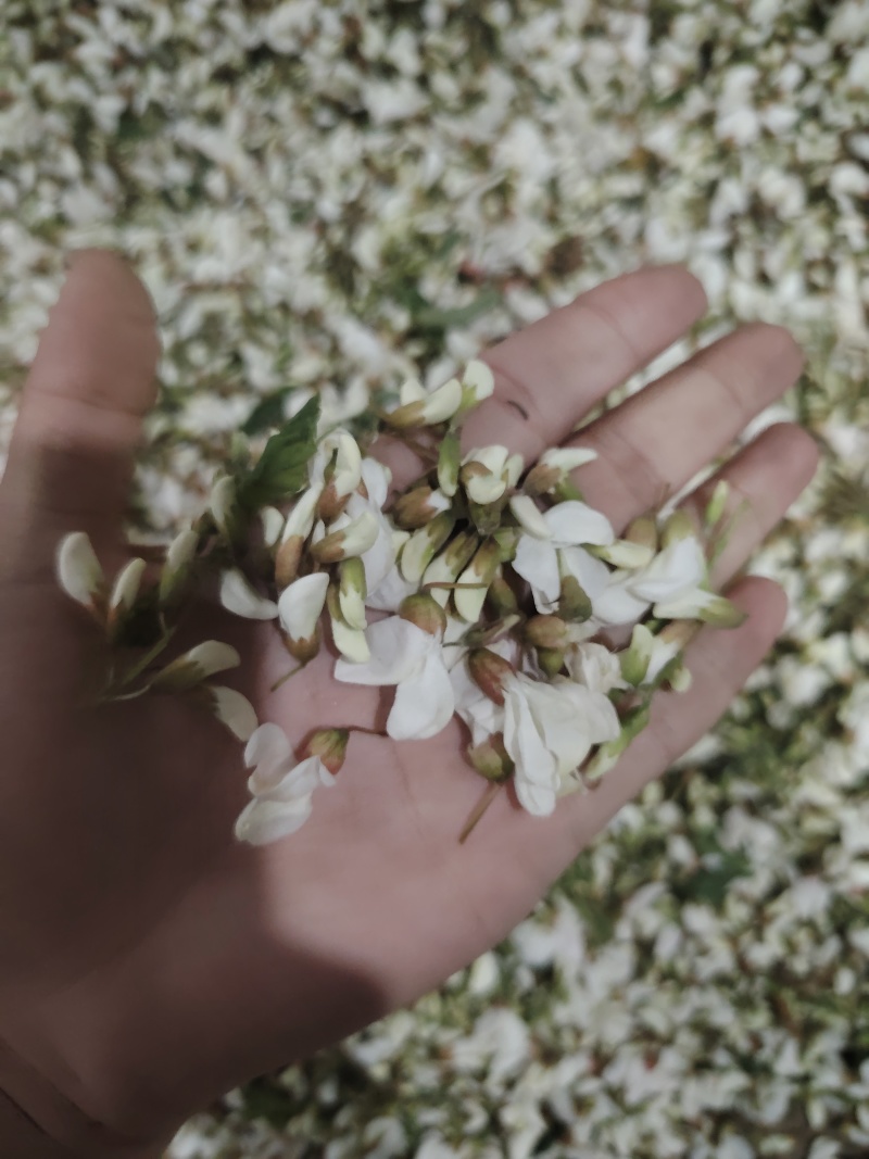 精品洋槐花头茬、选货、槐米级全国发货
