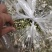 精品洋槐花头茬、选货、槐米级全国发货