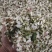 精品洋槐花头茬、选货、槐米级全国发货