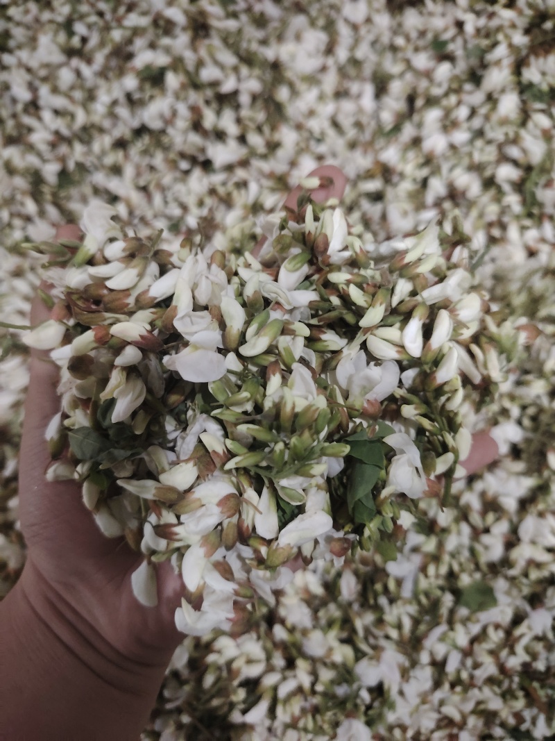 精品洋槐花头茬、选货、槐米级全国发货