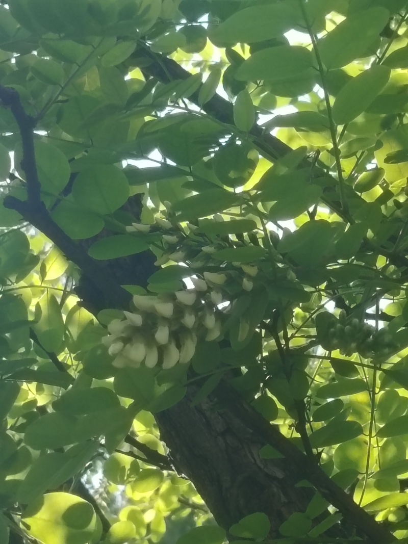 精品洋槐花头茬、选货、槐米级无大梗无叶、无虫、无