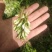 精品洋槐花头茬、选货、槐米级无大梗无叶、无虫、无