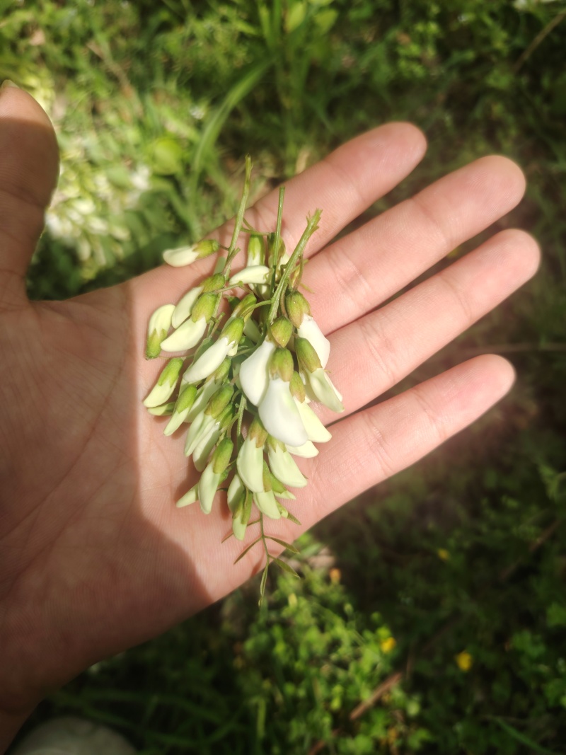精品洋槐花头茬、选货、槐米级无大梗无叶、无虫、无