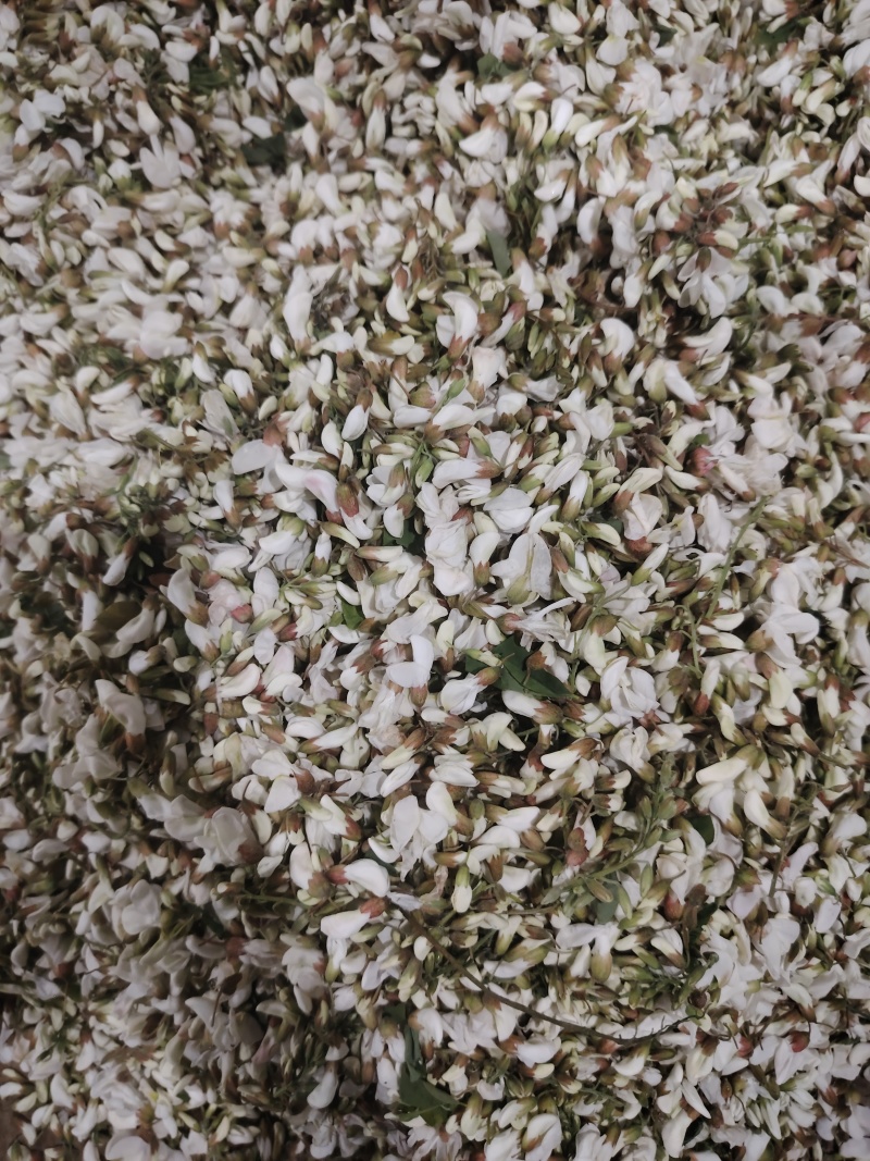 精品洋槐花头茬、选货、槐米级无大梗无叶、无虫、无