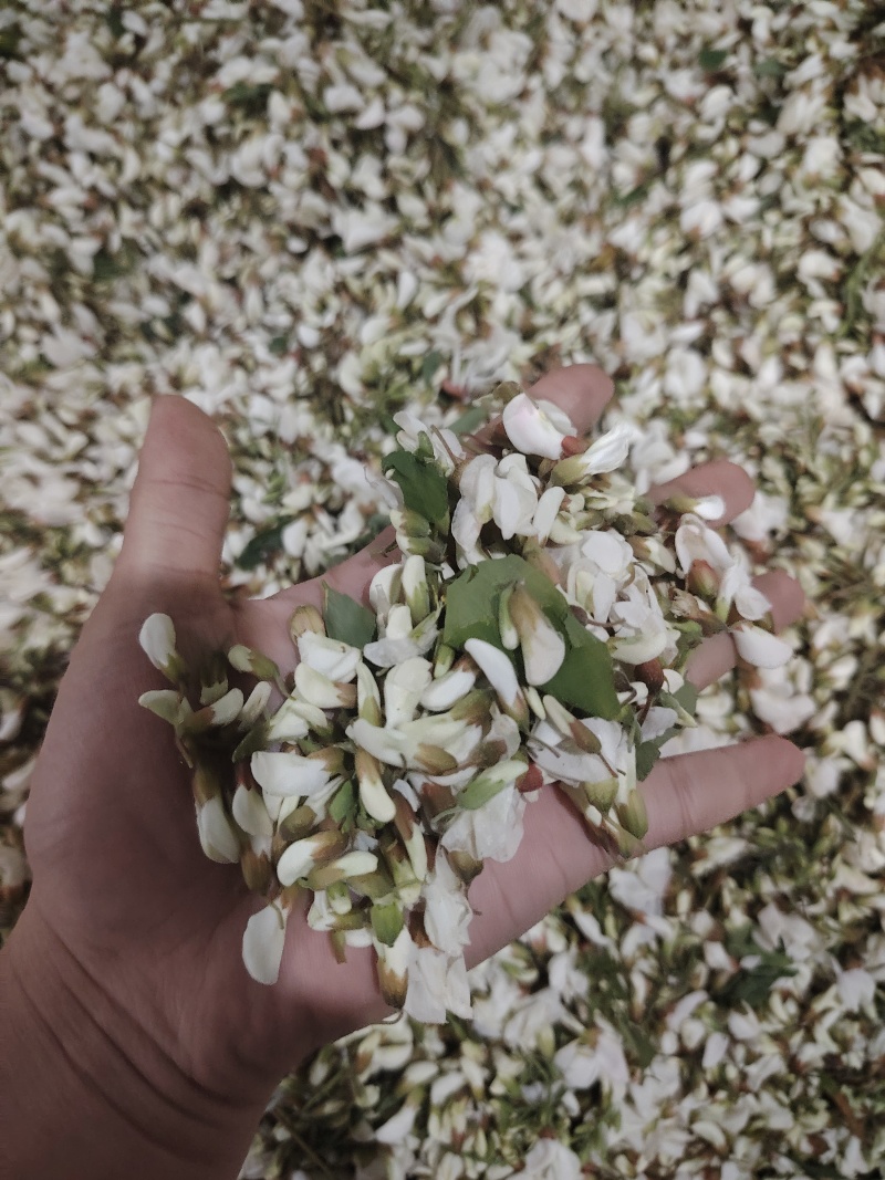 精品洋槐花头茬、选货、槐米级无大梗无叶、无虫、无