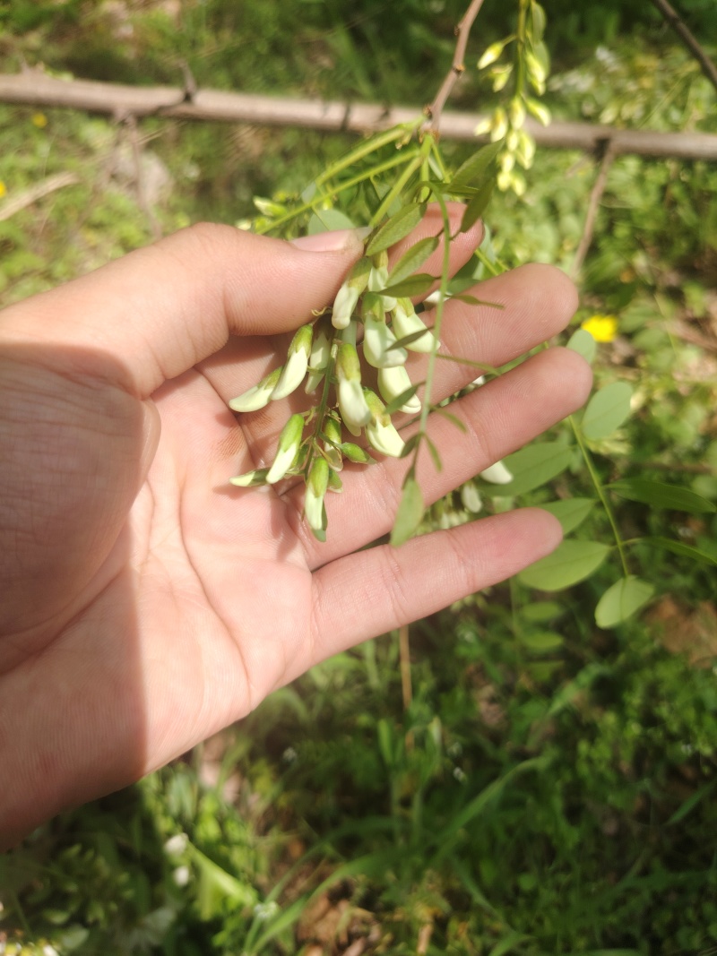 精品洋槐花头茬、选货、槐米级无大梗无叶、无虫、无