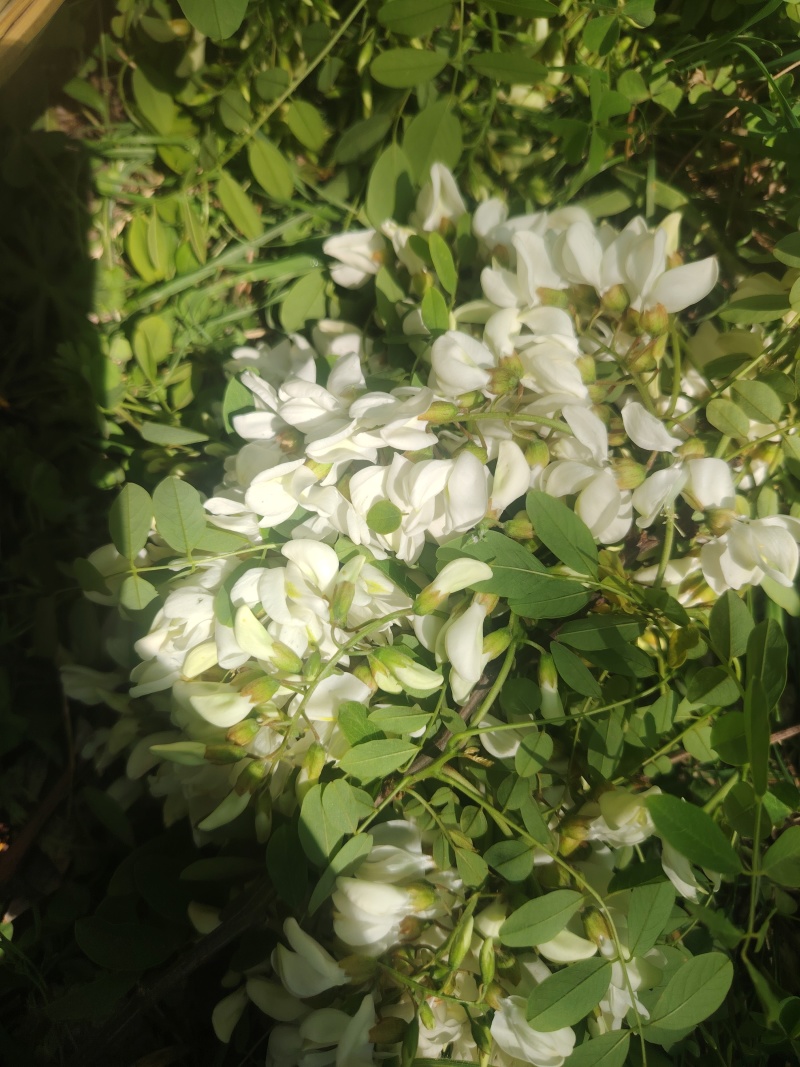 精品洋槐花头茬、选货、槐米级无大梗无叶、无虫、无
