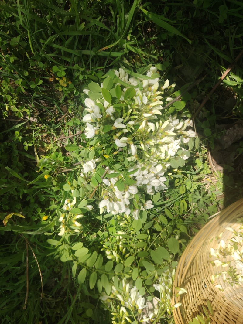 精品洋槐花头茬、选货、槐米级无大梗无叶、无虫、无