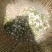 精品洋槐花头茬、选货、槐米级无大梗无叶、无虫、无