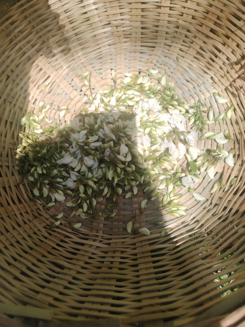 精品洋槐花头茬、选货、槐米级无大梗无叶、无虫、无