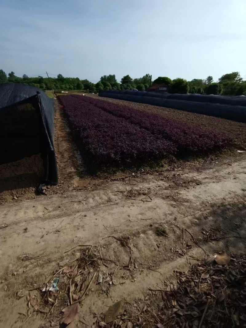 红花继木地苗杯苗大量供应可视频看货欢迎来电采购