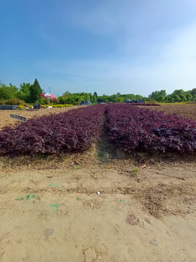 红花继木地苗杯苗大量供应可视频看货欢迎来电采购