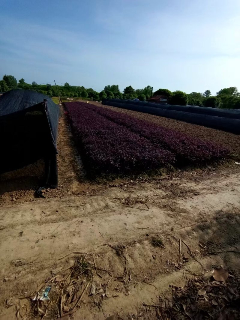 红花继木地苗杯苗大量供应可视频看货欢迎来电采购