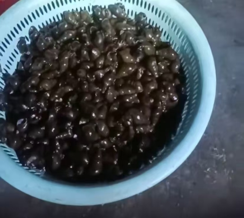 山坑螺
