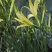 祁东黄花菜根黄花菜种苗苗粗根系发达高产易成活耐热耐寒四季