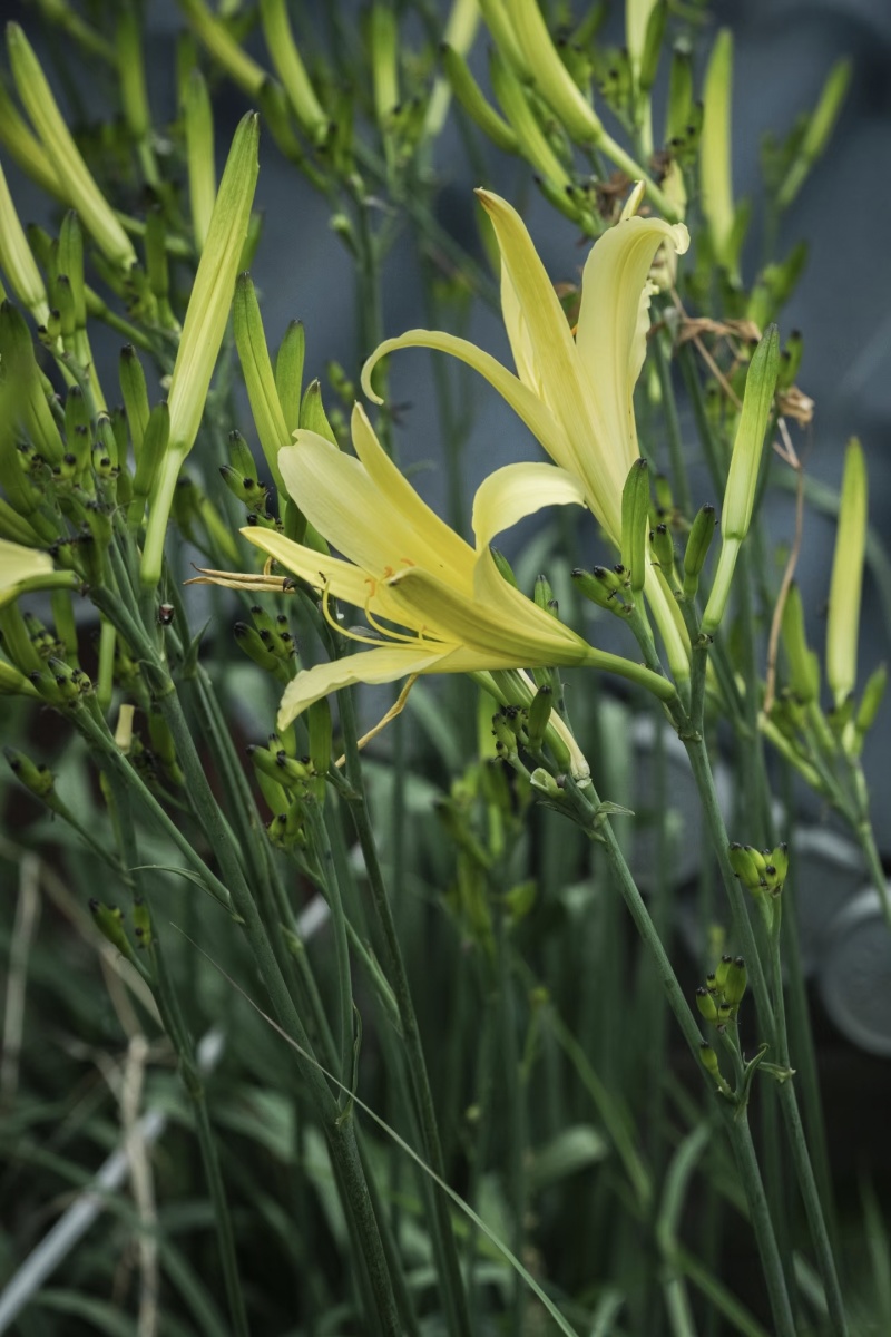 祁东黄花菜根黄花菜种苗苗粗根系发达高产易成活耐热耐寒四季