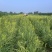 祁东黄花菜根黄花菜种苗苗粗根系发达高产易成活耐热耐寒四季
