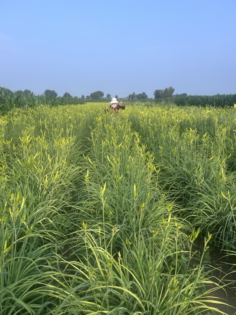 祁东黄花菜根黄花菜种苗苗粗根系发达高产易成活耐热耐寒四季