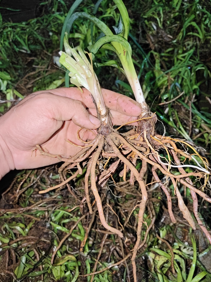 祁东黄花菜根黄花菜种苗苗粗根系发达高产易成活耐热耐寒四季