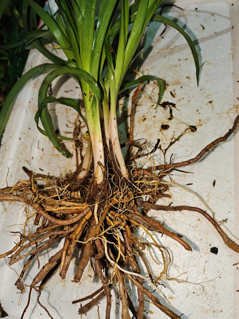 祁东黄花菜根黄花菜种苗苗粗根系发达高产易成活耐热耐寒四季