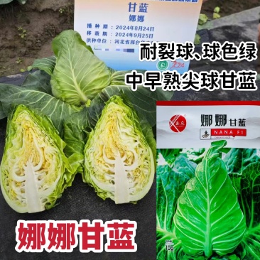 娜娜尖球甘蓝种子中早熟牛心甘蓝菜种籽球色绿耐裂球卷心菜种