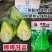 娜娜尖球甘蓝种子中早熟牛心甘蓝菜种籽球色绿耐裂球卷心菜种