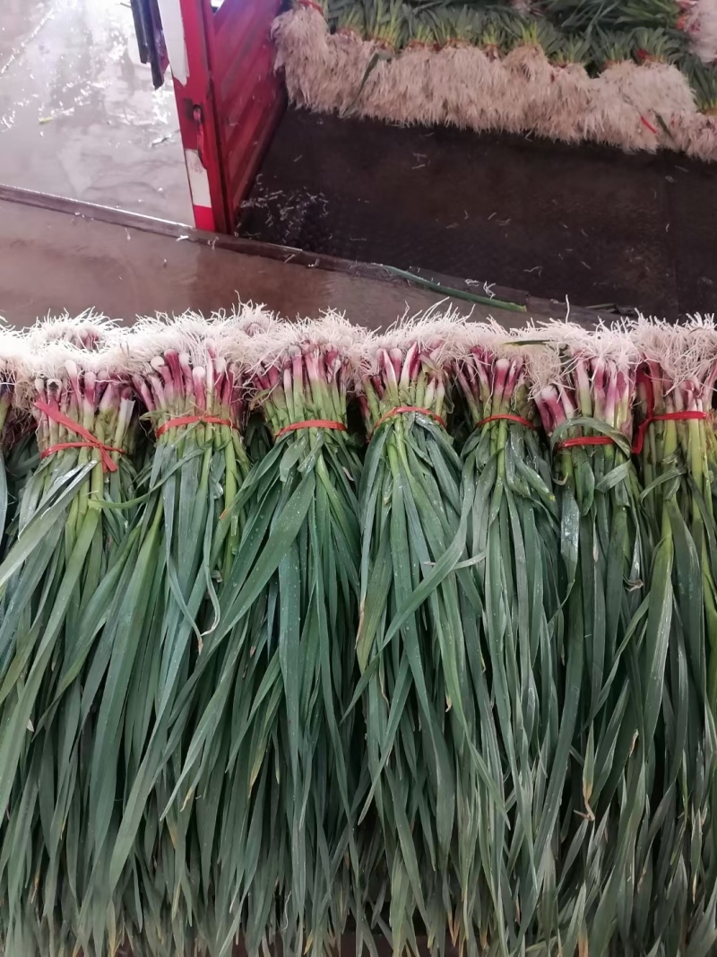 临洮蒜苗根红叶绿，可水洗加工适合全国各地市场，交通便利。