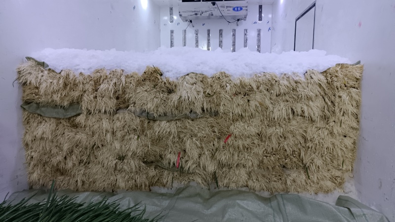 临洮蒜苗根红叶绿，可水洗加工适合全国各地市场，交通便利。