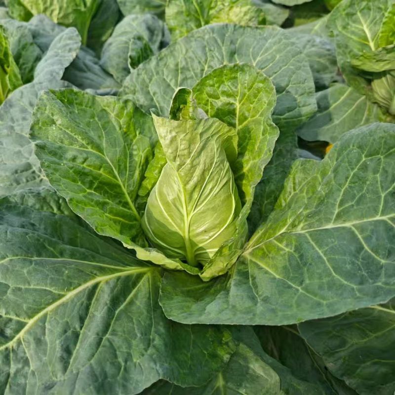 娜娜尖球甘蓝种子中早熟牛心甘蓝菜种籽球色绿耐裂球卷心菜种