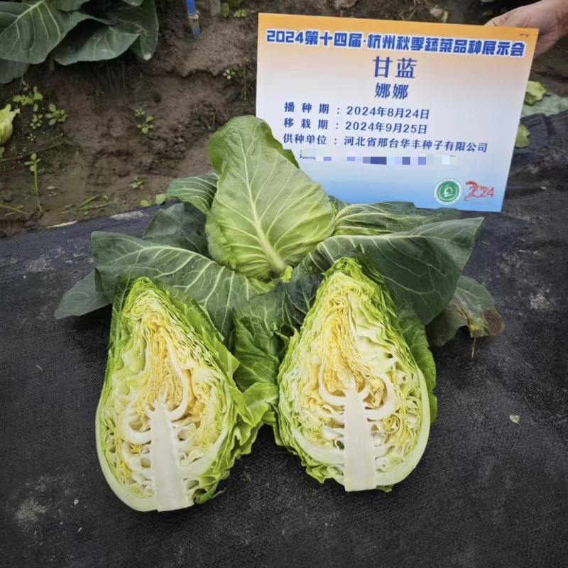 娜娜尖球甘蓝种子中早熟牛心甘蓝菜种籽球色绿耐裂球卷心菜种