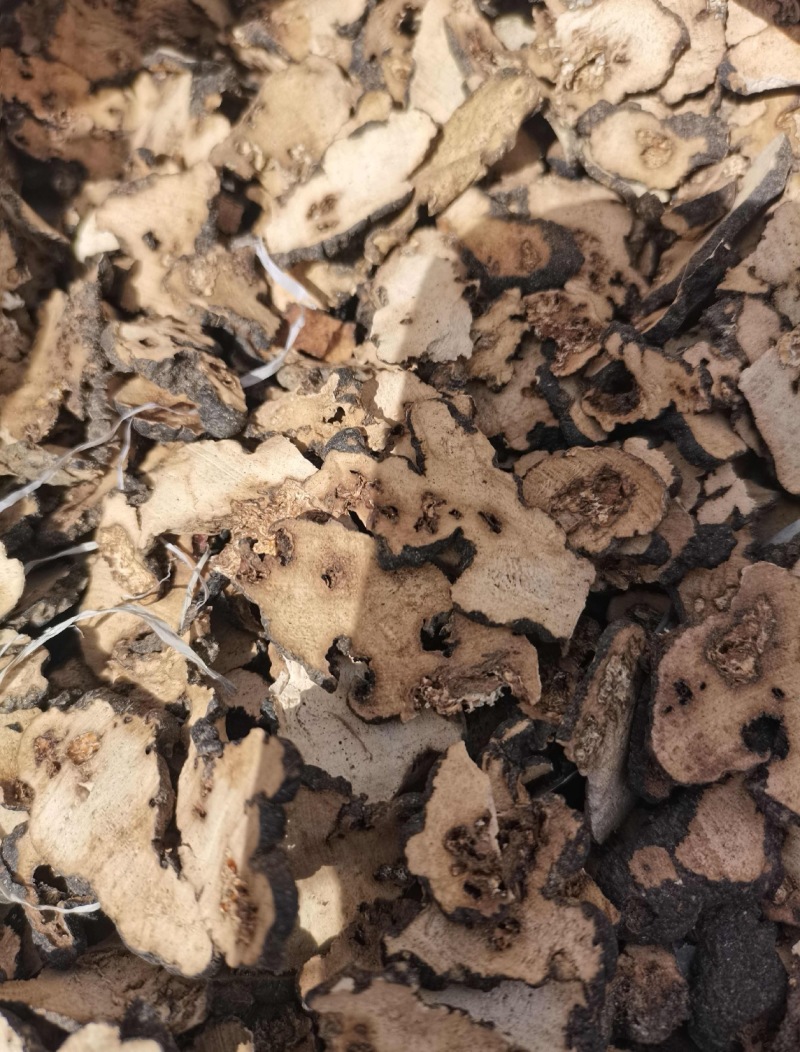 中药材猪苓